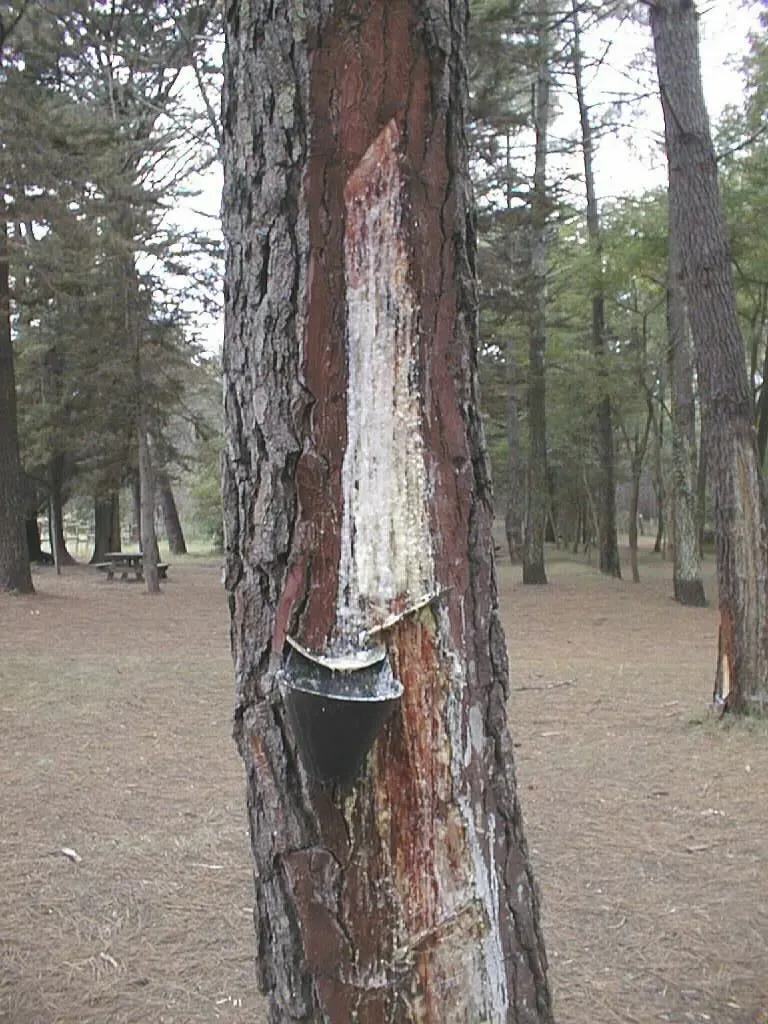 Un pin entaillé pour le gemmage, un pot de résine accroché au tronc, dans la forêt des Landes