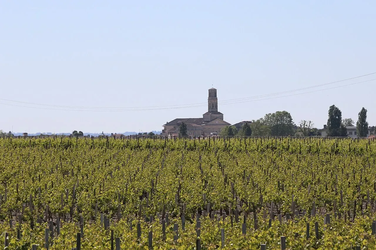Des rangs de vigne à Pauillac, dans le Médoc, avec un clocher au loin