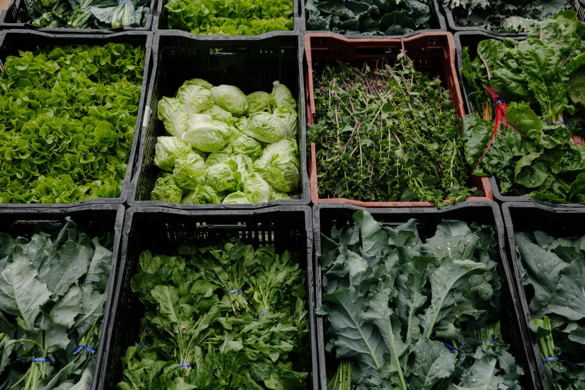 Des cagettes de salades, de choux et d'herbes fraîches alignées sur un étal