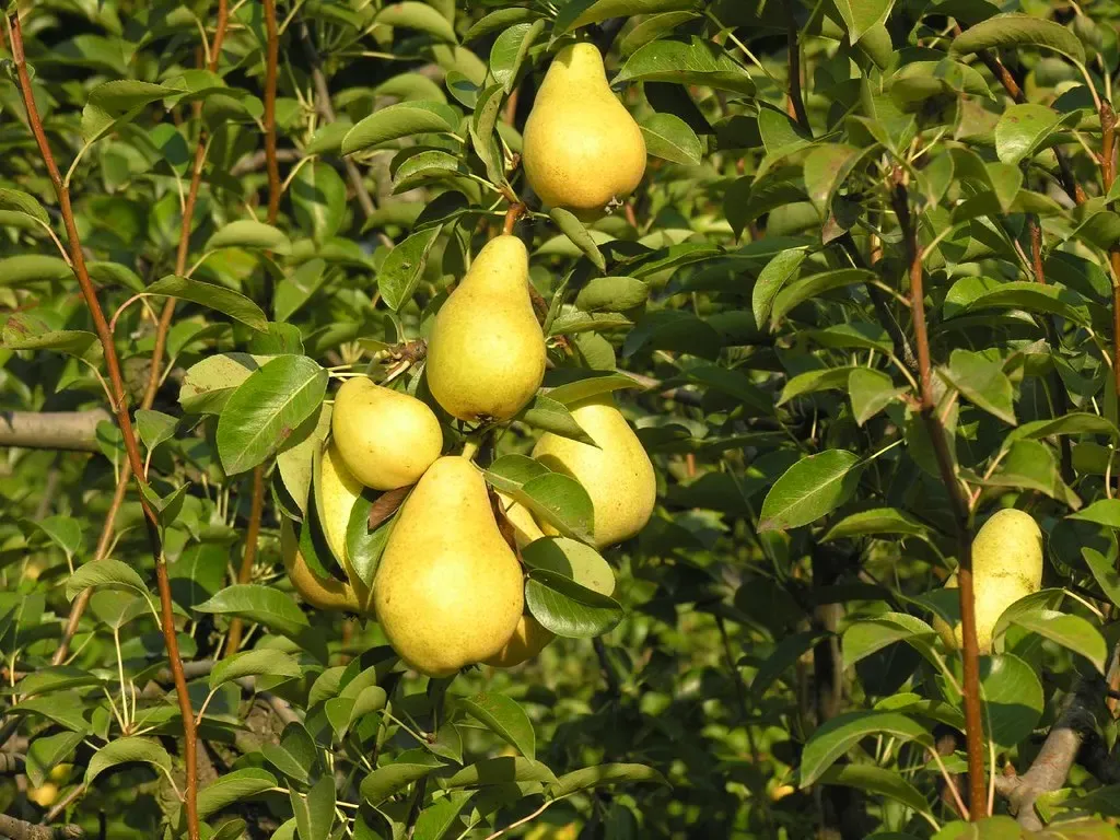 Des poires mûres sur une branche, dans un verger du Vaucluse