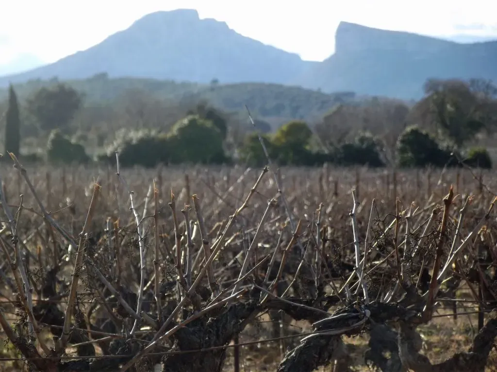 Des vignes en hiver au pied du pic Saint-Loup et de l’Hortus