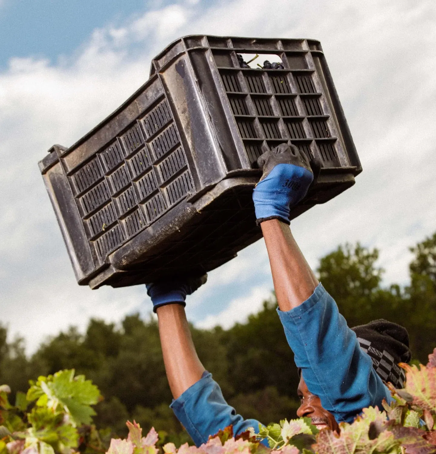 Un bras en gant bleu soulève une caisse de récolte au-dessus des vignes