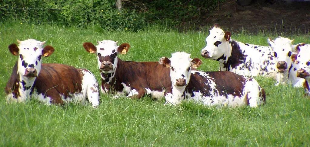 Des vaches normandes couchées dans un pré breton