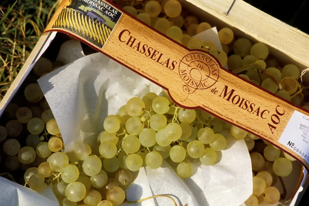 Des grappes de chasselas de Moissac rangées dans une caisse, sous leur étiquette